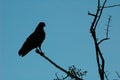 Hawk silhouette