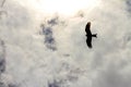 Hawk Silhouette Flying in the Clouds