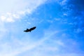 Hawk silhouette flying in hunting search
