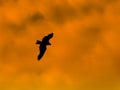 Hawk silhouette on sunset