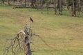 Hawk Sits In Gnarly Old Tree And Takes In The Surroundings Royalty Free Stock Photo