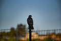 Hawk sitting on black gates with blurred trees in the background