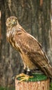 A hawk is sitting chained on a stump, with a dark brown tree in the bac