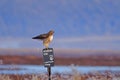 A Hawk sitting and defecting from a pole Royalty Free Stock Photo