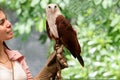 Hawk sitting on falconer's woman hand Royalty Free Stock Photo