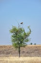 hawk sitting on a tree in a field