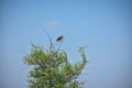 hawk sitting on a tree in a field