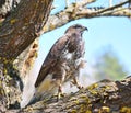 Hawk sitting on a tree