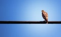 Hawk Sitting on Wire