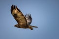 Sky's the Limit: Majestic Hawk Soaring High and Mighty
