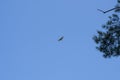 A hawk soaring high in the sky. Bird of prey on a background of blue sky Royalty Free Stock Photo