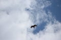 A Hawk Soaring In Mostly Cloudy Sky Over Oregon Trail In Idaho