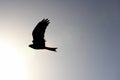 Hawk Soaring in the Sky Royalty Free Stock Photo