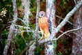 Hawk standing at attention