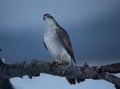 Hawk standing on branch