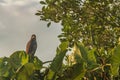Hawk standing in a branch