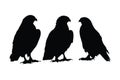 Hawk standing in different positions, silhouette set vector. Adult hawk silhouette collection on a white background. Carnivore