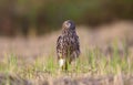 The hawk is standing on the field.