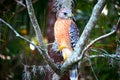 Hawk standing on one leg