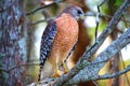 Hawk standing on the tree limb