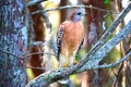 Hawk standing with wings closed