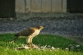 hawk stands on the grass and eats the hunted prey. The hawk eats another bird