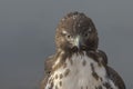 Hawk stare holds stern ferocity