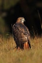 Hawk at sunrise. Red-tailed hawk, Buteo jamaicensis, perched in grass on meadow. Bird of prey in forest. Wildlife scene Royalty Free Stock Photo