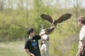Hawk and trainer Royalty Free Stock Photo