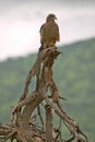 Hawk in tree in Umfolozi Game Reserve, South Africa, established in 1897