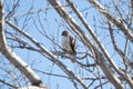 Hawk Behind the Trees