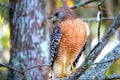 Hawk upclose with beautiful colors