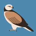 Hawk , vector illustration,flat style, profile side