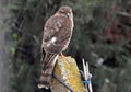 A hawk watching the field in the winter rain Royalty Free Stock Photo