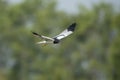 A hawk that is white and black is flying to catch prey. Royalty Free Stock Photo