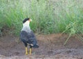 Hawk in the wild - Southern crested caracara CarcarÃÂ¡