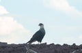 Hawk in the wild - Southern crested caracara CarcarÃÂ¡ Royalty Free Stock Photo