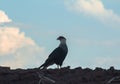 Hawk in the wild - Southern crested caracara CarcarÃÂ¡ Royalty Free Stock Photo
