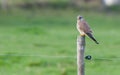 hawk in wildlive sitting on a stick Royalty Free Stock Photo