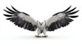 Hawk with wings spread white isolate background Royalty Free Stock Photo