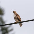 Hawk on a Wire