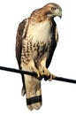 Hawk on a Wire