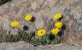 Hawkbit, Leontodon saxatilis Royalty Free Stock Photo