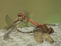 Hawker Dragonflies mating