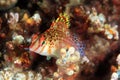 Hawkfish Royalty Free Stock Photo