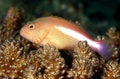 Hawkfish on coral