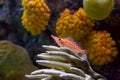 Hawkfish and coral Royalty Free Stock Photo