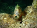Hawkfish front view