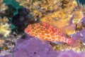 Hawkfish on purple sponge Royalty Free Stock Photo