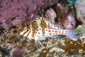 Hawkfish on purple sponge Royalty Free Stock Photo